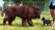 A brown Newfie investigates a Chihuahua-sized mixed-breed Dog.