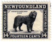 Newfoundland Dog Stamp