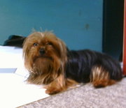  The Yorkshire Terrier is one of the most popular of the Toy breeds.