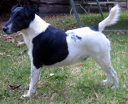 A Smooth Fox Terrier with black markings