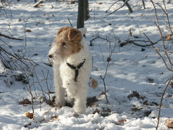Fox Terrier in the snow