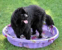 Newfoundlands are known for their love of water and their drool.
