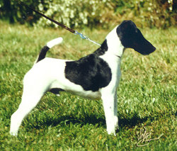 This Smooth Fox Terrier with black and tan markings is an AKC champion.