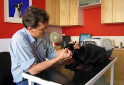A veterinary surgeon removes stitches from a cat's face following minor surgery on an abcess.
