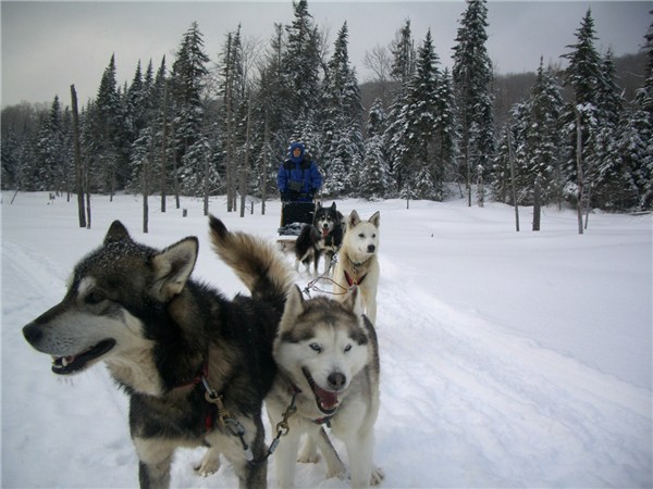 Canadian Eskimo Dog pulling sled in snow