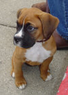 Three-month-old fawn Boxer puppy with uncropped ears
