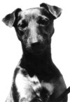 Portrait of a female Jagd<b>terrier</b>