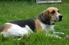 An English Foxhound lying in the grass