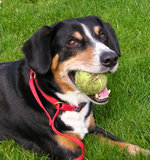 Entlebucher with a favorite toy