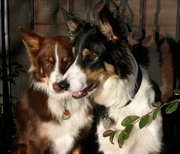 Border Collies commonly have red and white or black and white coats.