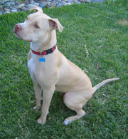 The American Pit Bull Terrier is one of the most recognised Dog fighting breeds today