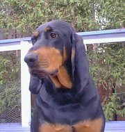 A Black and Tan Coonhound with a typical soulful expression