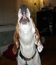 This Coonhound is baying, which is a charicteristic of the breed