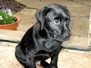 The coat of the black Labrador, like this puppy's, is solid black.