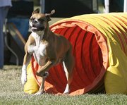 TunnelThis Boxer demonstrates how most Dogs run full speed through a tunnel, often using the back of a curved tunnel rather than trying to remain vertical.