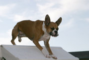 Fawn boxer doing Dog agility Aframe with uncropped ears flying