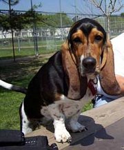 The Basset Hound's ears are extremely long drop ears.