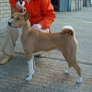 The Basenji's tail is tightly curled.