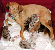 Litters of puppies and their mothers should have clean, comfortable bedding.