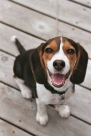 A Very Happy Beagle Puppy