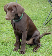 This young Labrador's coat is chocolate, which was not always recognized as an acceptable coat color. Now chocolate is accepted along with black and yellow.