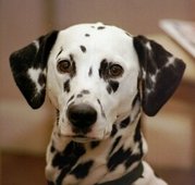 The Dalmatian's coat is one of the more widely recognized markings.