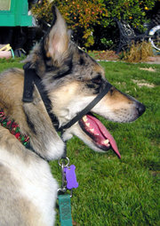 The halter-style collar controls the Dog's head but does not restrict its ability to pant, drink, or grasp objects.