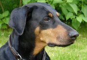 Dobermann with natural ears.