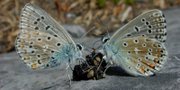 Two butterflies feed on a small lump of feces lying on a rock.