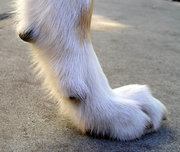 The Dog's front dewclaw grows on the side of the foot, above the other four toes but below the rear heelpad. This one is well worn from contact with the ground when the Dog is running.
