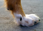 This Dog's dewclaw never makes contact with the ground and has grown.