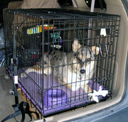 This Dog is relaxing in its familiar wire crate, which is strapped into a car for safe traveling.