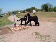 These standard poodles are playing at a Dog park.  Note the watering hydrant.