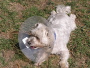 Elizabethan collar, modelled here by Otto the Toxic Avenger