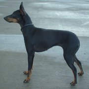 The English Toy Terrier (Black & Tan) shows yet another type of toy Dog.