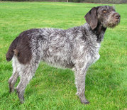The German Wirehaired Pointer's coat demonstrates a rough texture.
