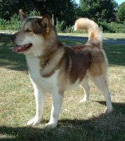 A typical sled Dog breed, such as the Greenland Dog, has a very dense double coat, wide padded feet, erect ears, a curled tail, and a muscular build.