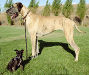 This Chihuahua mix and Great Dane show the wide range of Dog breed sizes.