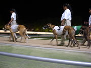 Several greyhounds before a race