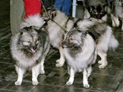  keeshond working dogs