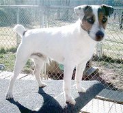 The markings on Parson Russell Terriers can vary considerably.