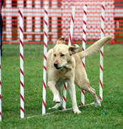 Labrador Retriever demonstrates fast weave poles.