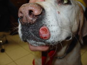 Mast cell tumor on the lip