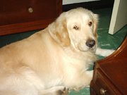 A patient Golden showing the breed's broad face and wide muzzle.