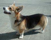 The Pembroke Corgi's tail is often docked, and its ears are smaller.
