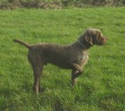 Pudelpointer demonstrating the pointing stance.