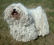 The Puli's corded coat requires a large amount of patient grooming to keep it attractive.