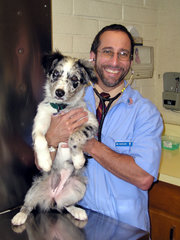 A responsible breeder checks each puppy for health and conformation.