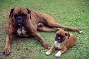 A one-year-old brindle and a 2-month-old fawn Boxer.