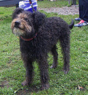 Pumi is a medium-small terrier-type breed of Dog